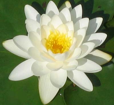 Lotus Oils Therapeutic Grade